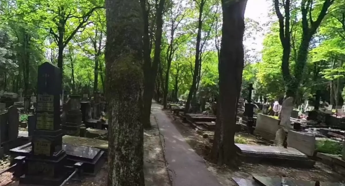 Zieleń, Sentymentalny spacer razem Starych Powązkach - zdjęcie, fotografia