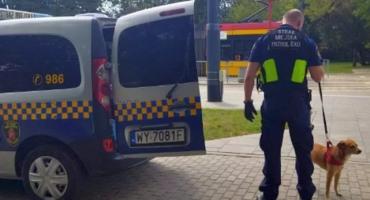 Zagubiony pies szukał właściciela w tramwaju nr 13. Pomogła motornicza